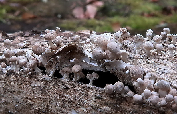 rohovinovka obyčajná Onygena equina (Willd.) Pers.