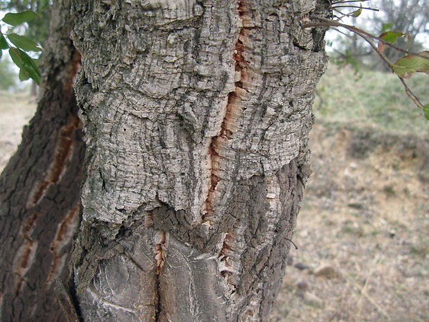 dub korkový Quercus suber L.