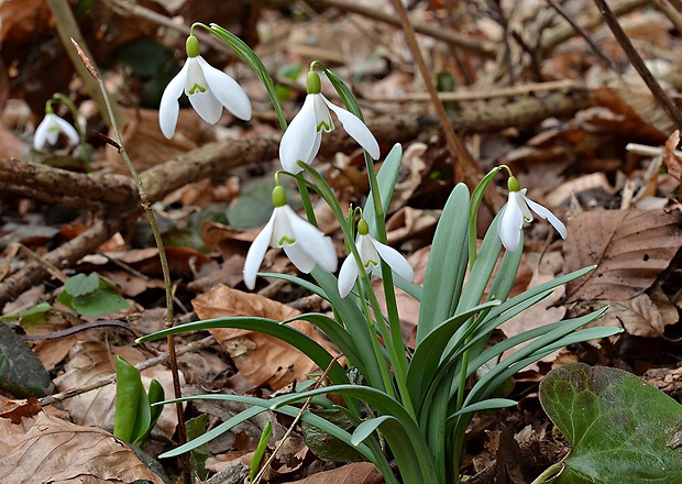 snežienka jarná Galanthus nivalis L.