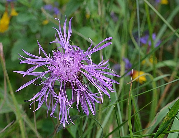 nevädzovec  Jacea sp.