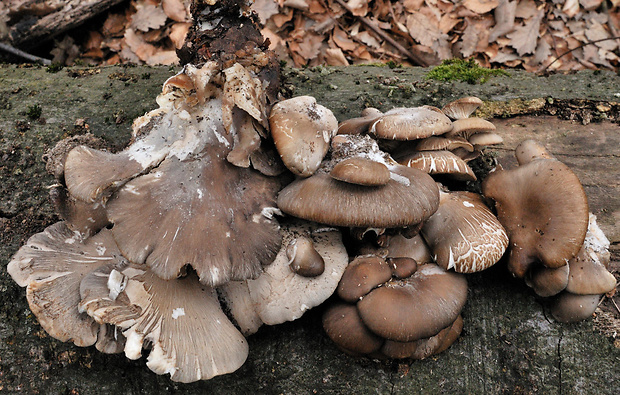 hliva ustricovitá Pleurotus ostreatus (Jacq.) P. Kumm.