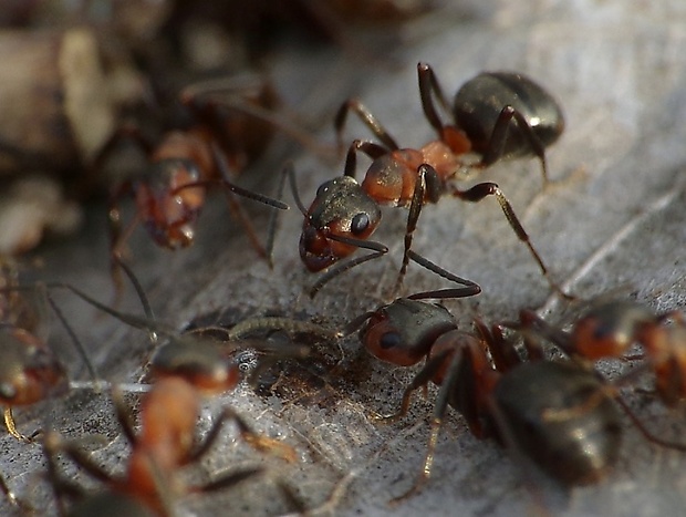 mravec hôrny Formica rufa