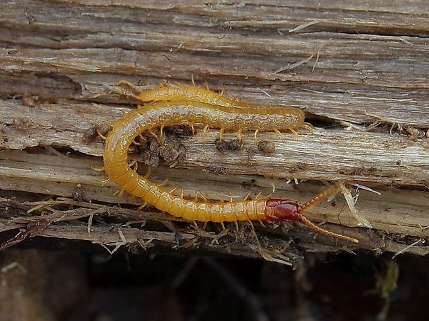 stonôžka zemovka Geophilus flavus (DeGeer, 1778)