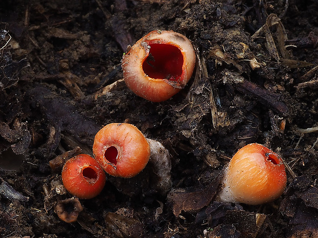 ohnivček zimný Microstoma protractum (Fr.) Kanouse