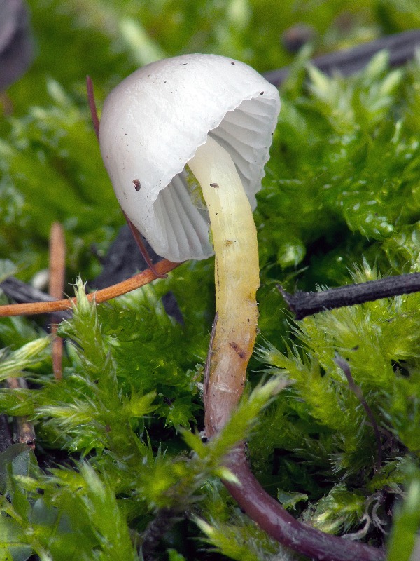 prilbička slizká Mycena epipterygia (Scop.) Gray