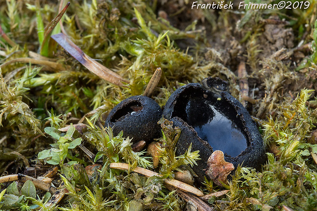 misôčka Pseudoplectania sp.