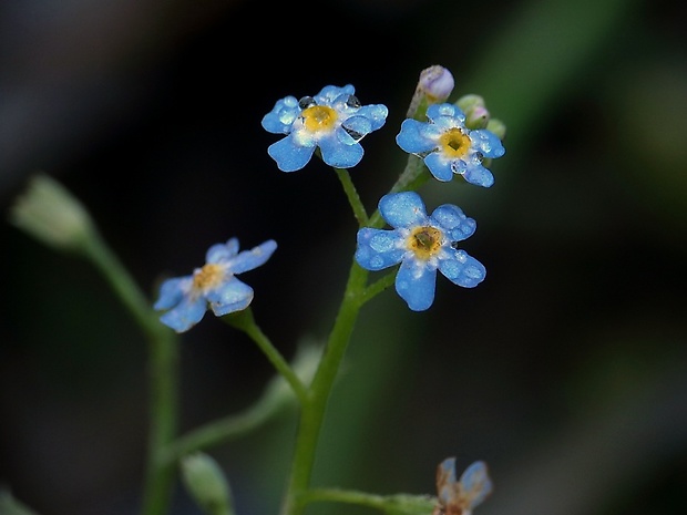 nezábudka Myosotis sp.