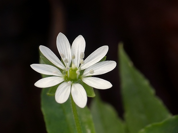 mäkkuľa vodná Myosoton aquaticum (L.) Moench