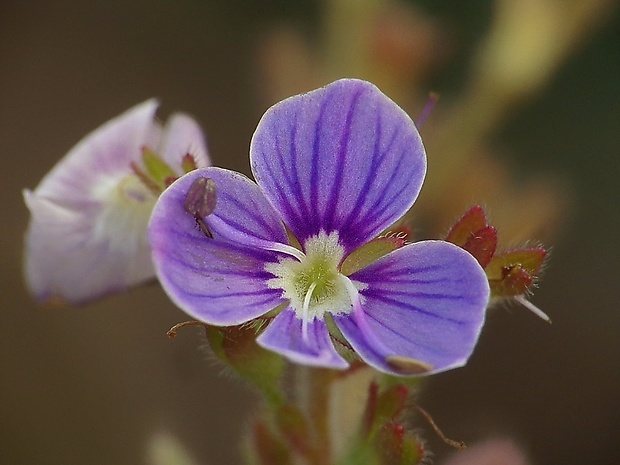 veronika Veronica sp.