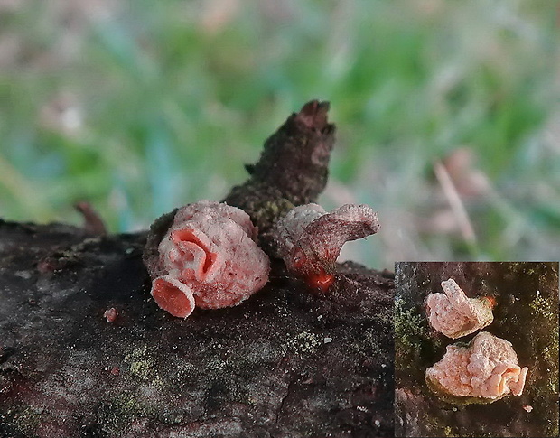 obrúbenec beztvarý Aleurodiscus amorphus (Pers.) J. Schröt.