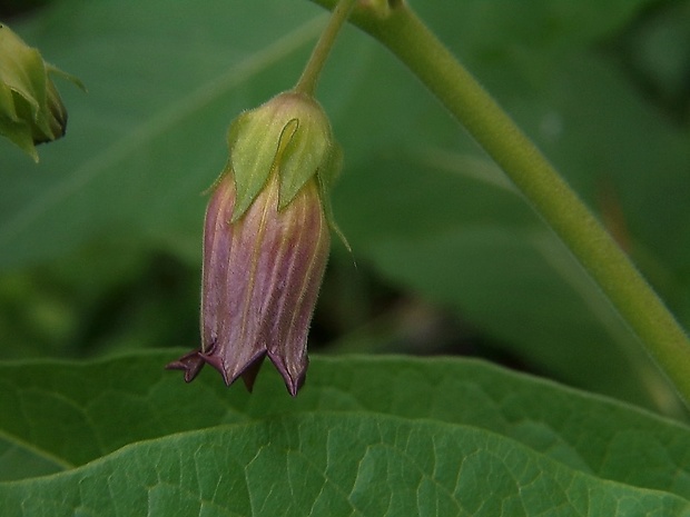 ľuľkovec zlomocný Atropa bella-donna L.