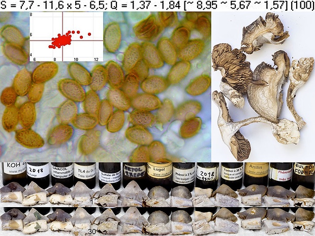 pavučinovec ostrotučný Cortinarius acutispissipes Rob. Henry