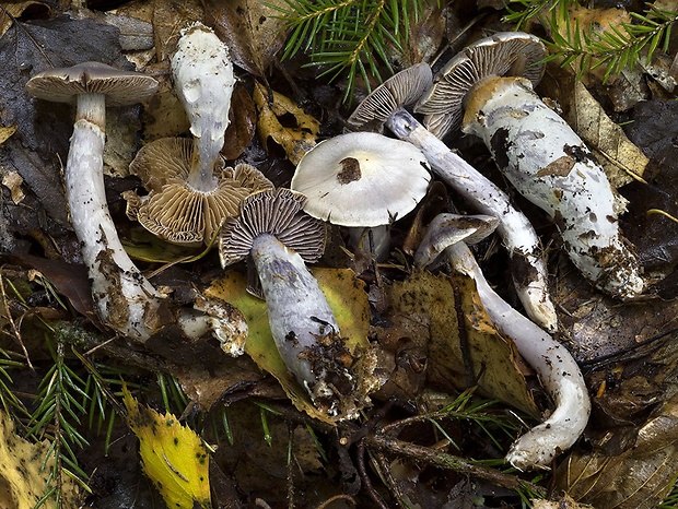 pavučinovec ostrotučný Cortinarius acutispissipes Rob. Henry