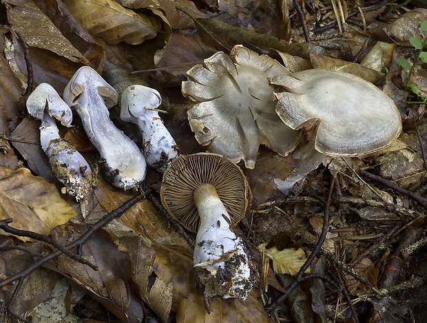 pavučinovec ostrotučný Cortinarius acutispissipes Rob. Henry