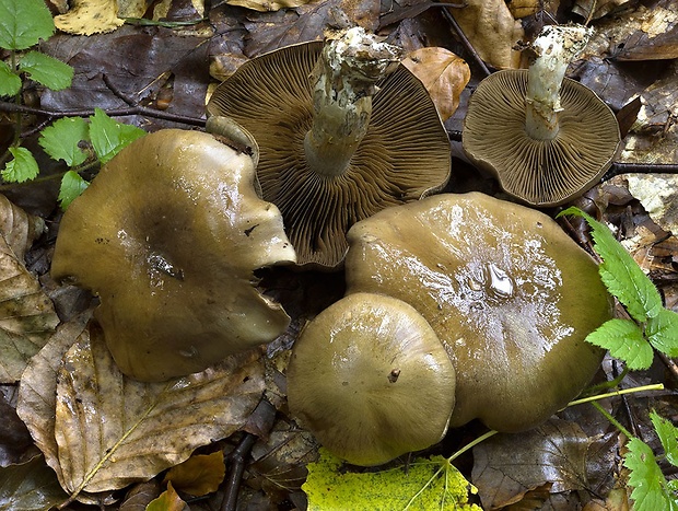 pavučinovec žltoolivový Cortinarius infractus f. olivellus (M.M. Moser) Nespiak