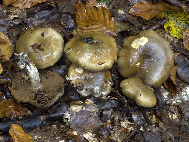 pavučinovec žltoolivový Cortinarius infractus f. olivellus (M.M. Moser) Nespiak