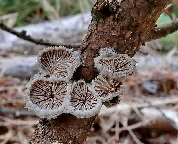 klanolupeňovka obyčajná Schizophyllum commune Fr.