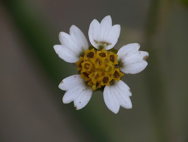 žltnica pŕhľavolistá Galinsoga urticifolia (Humb., Bonpl. et Kunth) Benth.