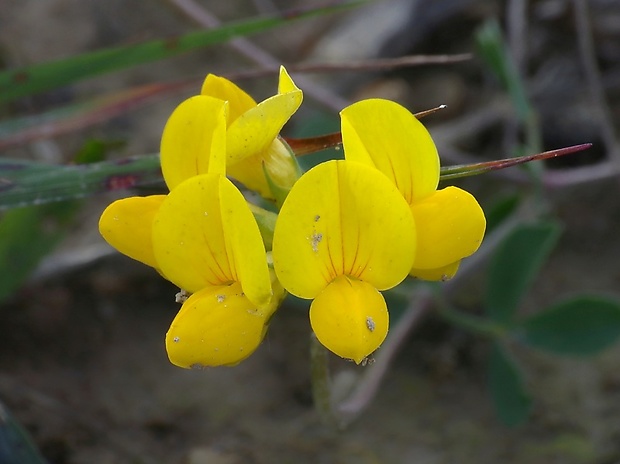 ľadenec rožkatý Lotus corniculatus L.