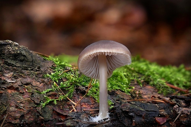 prilbička šišková Mycena strobilicola J. Favre & Kühner