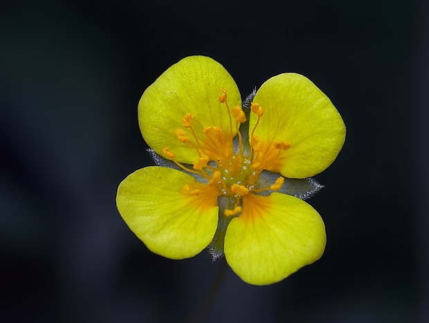 nátržník vzpriamený Potentilla erecta (L.) Raeusch.