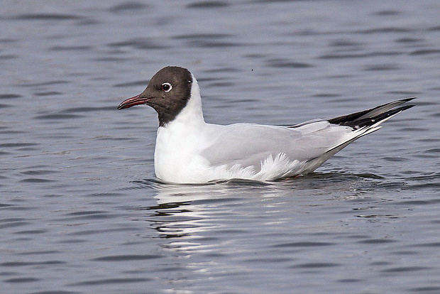 čajka smejivá   Larus ridibundus