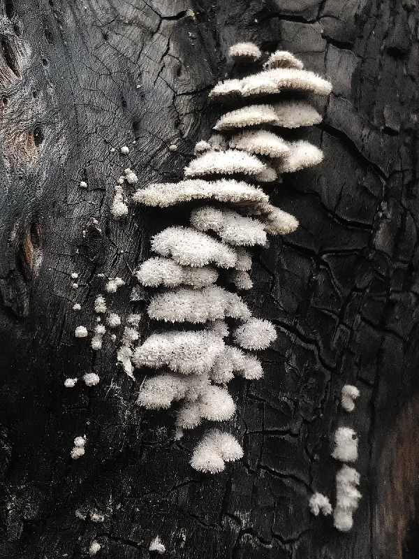 klanolupeňovka obyčajná Schizophyllum commune Fr.