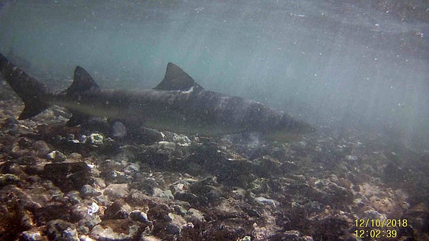 Žralok citrónový lemon shark