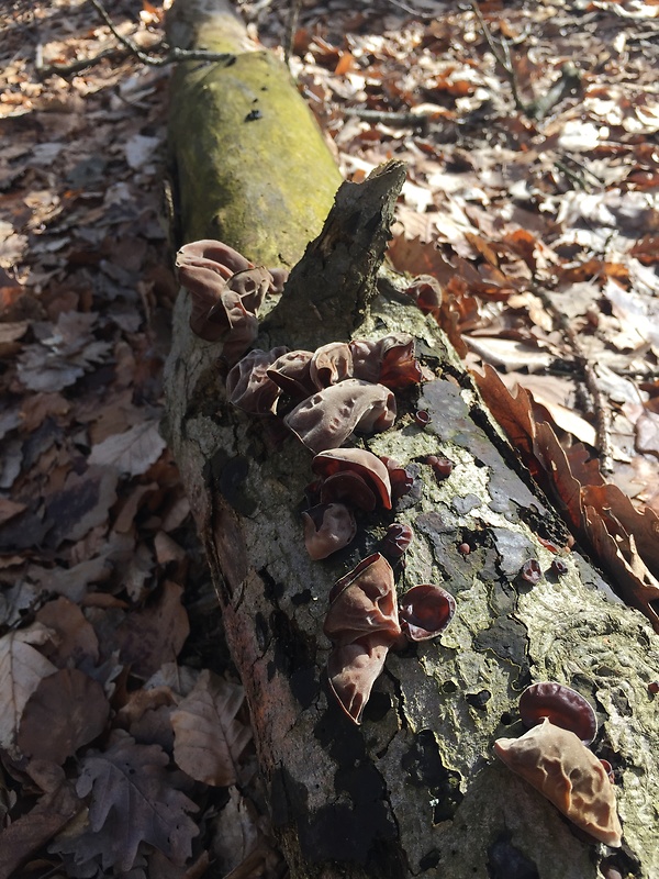 uchovec bazový Auricularia auricula-judae (Bull.) Quél.