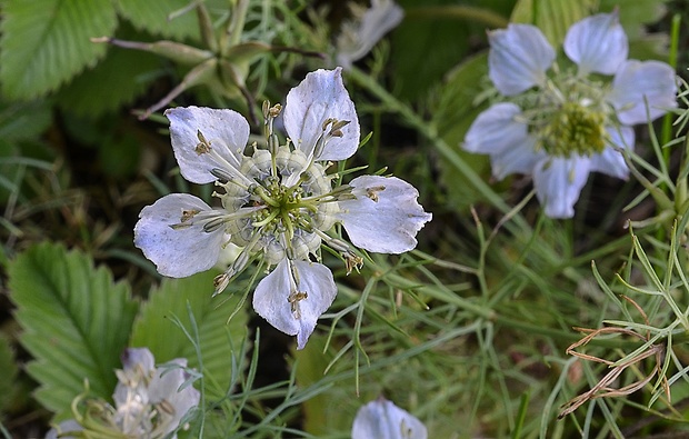 černuška roľná Nigella arvensis L.