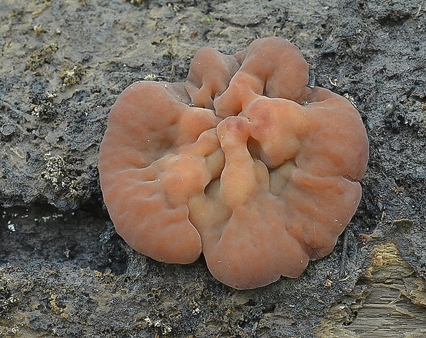 čiaška purpurová Purpureodiscus subisabellinus (Le Gal) Van Vooren