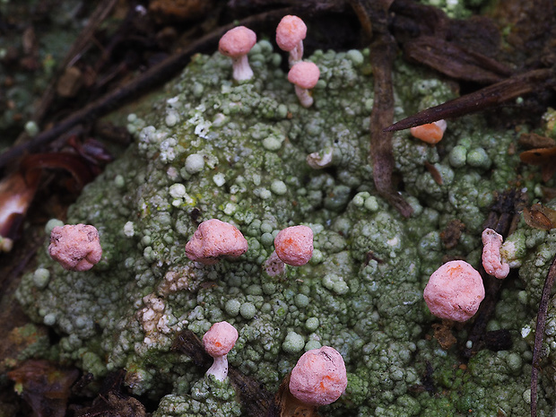 malohubka ružová Dibaeis baeomyces (L. f.) Rambold & Hertel