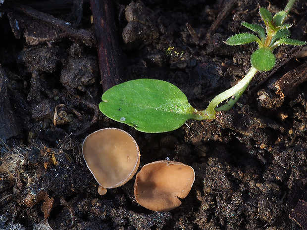 jahňadka Ciboria sp.