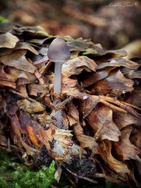 prilbička šišková Mycena strobilicola J. Favre & Kühner