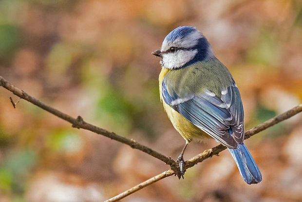 sýkorka belasá  Parus caeruleus