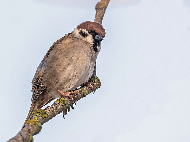 vrabec poľný   Passer montanus