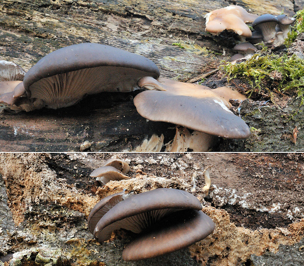 hliva ustricovitá Pleurotus ostreatus (Jacq.) P. Kumm.