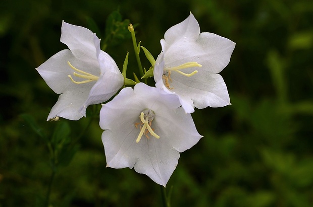 zvonček broskyňolistý Campanula persicifolia L.