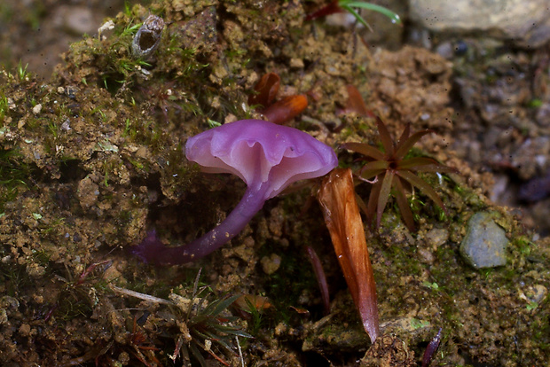 kalichovka Chromosera viola (J. Geesink & Bas) Vizzini & Ercole