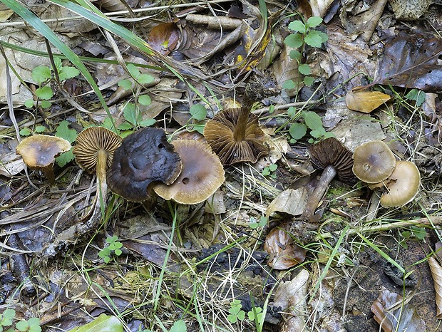 pavučinovec sčernetý Cortinarius sordidus (Velen.) R. Henry