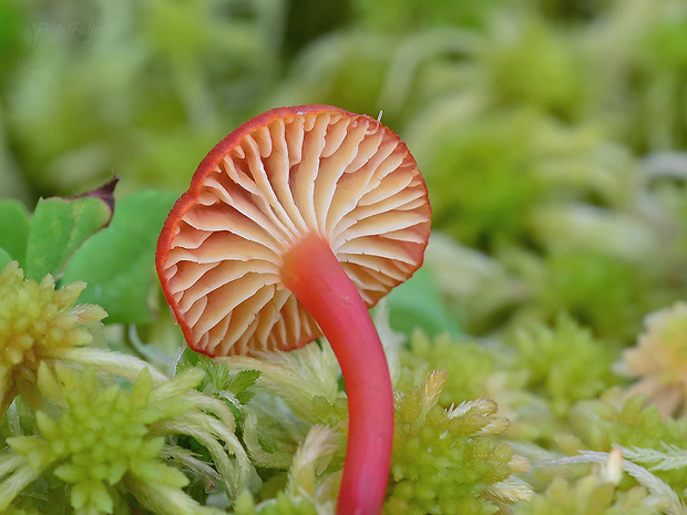 lúčnica zrnitá Hygrocybe coccineocrenata (P.D. Orton) M.M. Moser