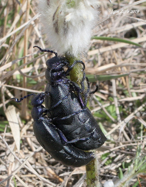 májka fialová  Meloe violaceus