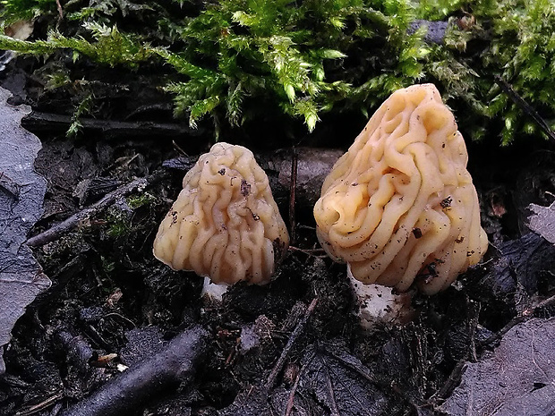 smrčkovec český Verpa bohemica (Krombh.) J. Schröt.