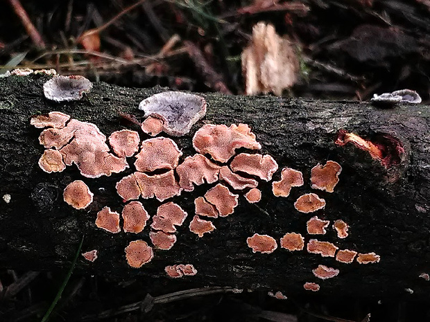 obrúbenec beztvarý a pevník červenejúci Aleurodiscus amorphus a Stereum sanguinolentum (Alb. & Schwein.) Fr. (Pers.) J. Schröt.