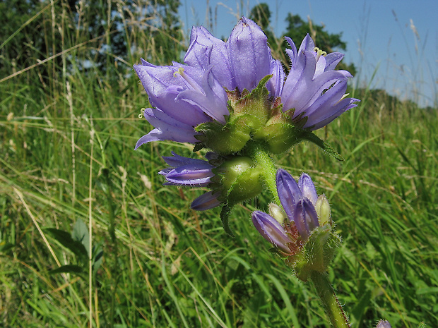 zvonček hrdlohojový Campanula cervicaria L.