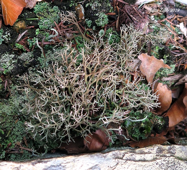 dutohlávka lesná Cladonia arbuscula subsp. arbuscula (Wallr.) Flot.