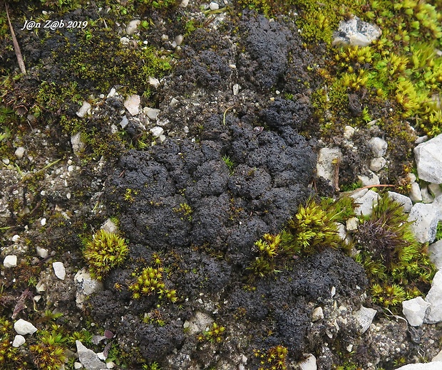 napúchavec lalôčkatý Scytinium lichenoides (L.) Otálora, P.M. Jørg. & Wedin