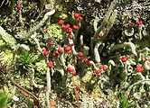 dutohlávka červenoplodá