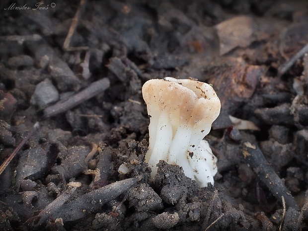 chriapač kalíškovitý Helvella acetabulum (L.) Quél.