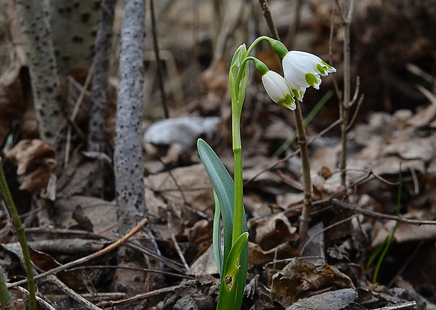 bleduľa jarná Leucojum vernum L.